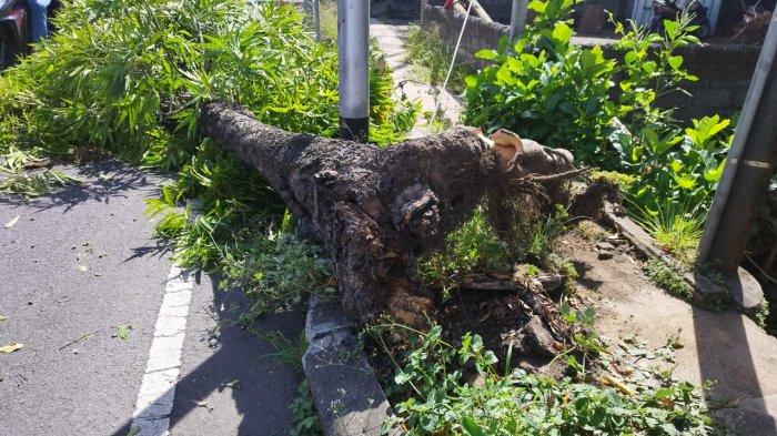 Pengendara tewas tertimpa pohon tumbang di Gianyar