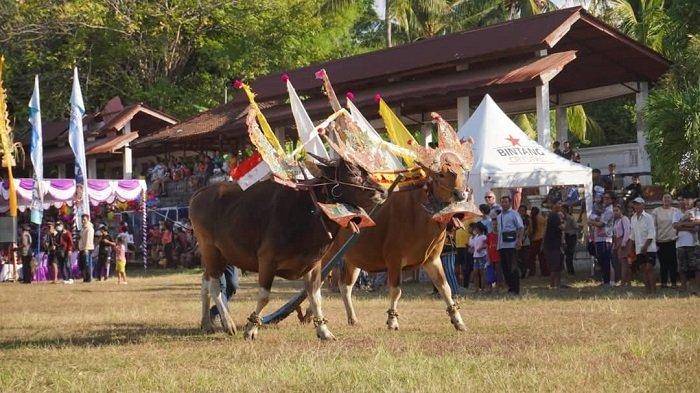 FESTIVAL - Pertunjukan seni budaya khas Buleleng yang ditampilkan dalam berbagai festival. Tahun 2025 ini, dua festival unggulan di Buleleng yakni Lovina Festival dan Pemuteran Bay Festival masuk dalam agenda KEN.
