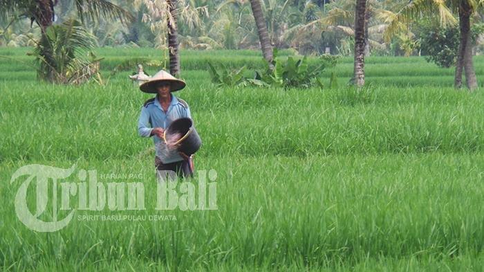 Ilustrasi petani - Presiden RI Prabowo Subianto membuat program penghapusan utang ATAU pemutihan utang untuk Usaha Mikro, Kecil dan Menengah (UMKM), petani dan nelayan.
