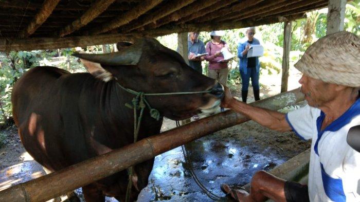 Sapi Bali - Sapi Bali dalam lomba sapi di Kabupaten Gianyar belum lama ini.