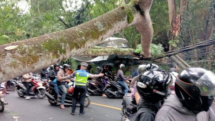 Suasana batang pohon yang tumbang. Yang membuat Jalan Denpasar-Gilimanuk macet total pada pagi Rabu 13 September 2023.