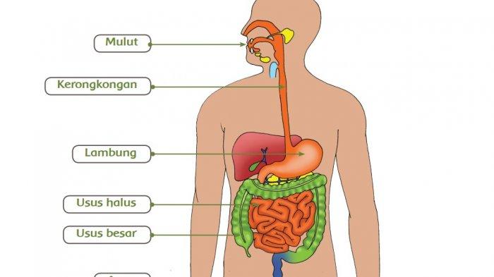 Kunci jawaban Tema 3 kelas 5 halaman 15 - 20