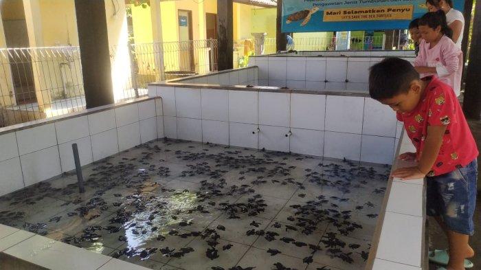 KONSERVASI – Sejumlah anak melihat dan mengamati penyu di Konservasi Penyu Kurma Asih Perancak, Kecamatan/Kabupaten Jembrana, Minggu (4/8).