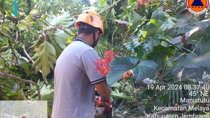 Petugas BPBD Jembrana saat melakukan penanganan pohon tumbang, timpa rumah warga di Banjar Kemoning, Desa Manistutu, Kecamatan Melaya, Jumat 19 April 2024.