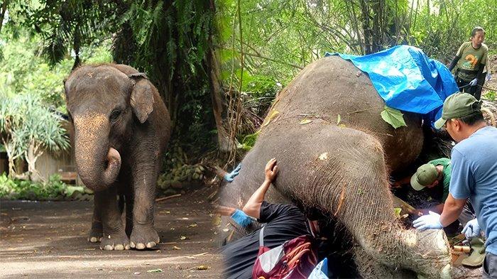 Molly semasa hidup dan saat ditemukan sudah mati terseret arus sungai.