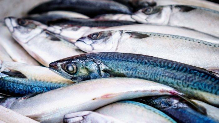 Ilustrasi ikan