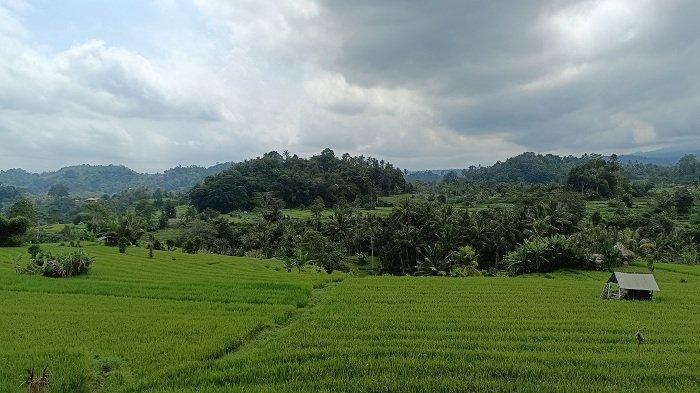 Suasana pertanian di Br. Dinas Iseh, Desa Sinduwati, Kecamatan Sidemen, Karangasem. Nampak beberapa pertanian ditanami padi.