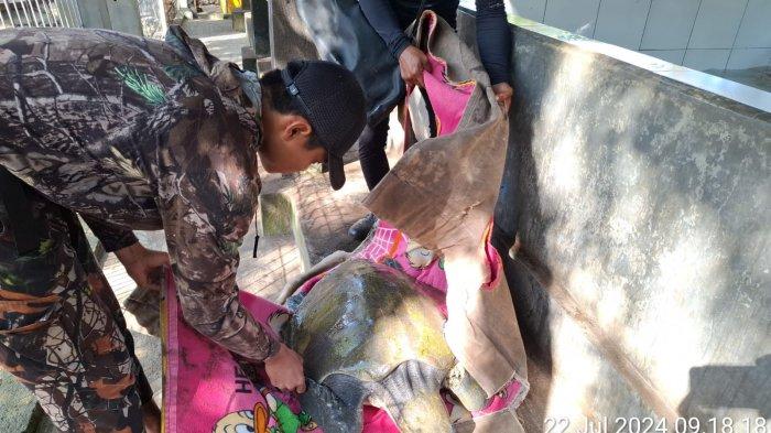 EVAKUASI - Kelompok Pelestari Penyu Kurma Asih Perancak saat mengevakuasi penyu lekang dalam kondisi lemas dari kolam konservasi menuju ambulance untuk dikirim ke JSI di Banyuwedang, Gerokgak, Buleleng, Senin (22/7).