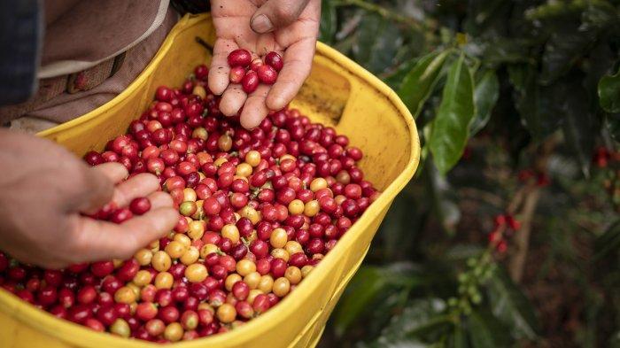 ILUSTRASI Kopi - Harga kopi dunia mencatat rekor tertinggi dalam hampir lima dekade terakhir akibat musim tanam yang sulit di beberapa wilayah produsen utama.