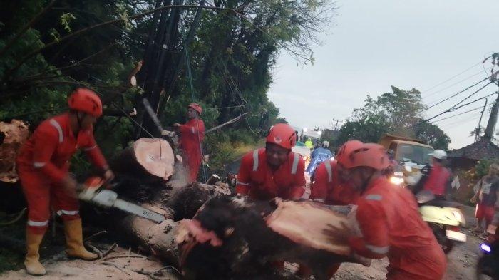 POHON TUMBANG - Petugas BPBD Buleleng bersama instansi terkait dan masyarakat, saat melakukan penanganan material pohon tumbang yang menimpa jalan Singaraja-Gilimanuk, Jumat (23/5).