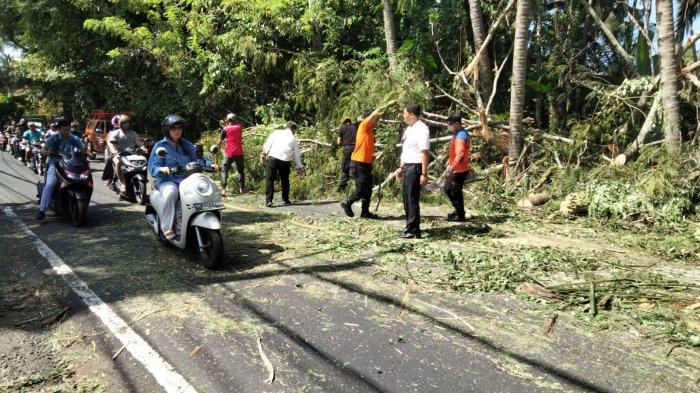 Petugas BPBD Kabupaten Karangasem sedang mengevakuasi pohon kelapa tumbang yang menutup badan jalan di Kec. Manggis, Rabu (15/5/2024) siang hari.