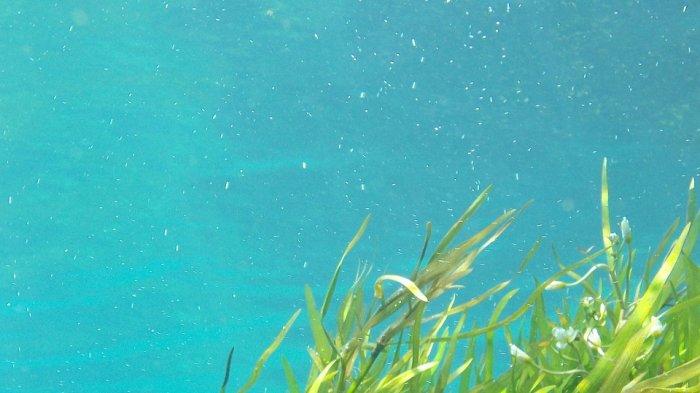 BRI Regional Office Denpasar mendukung sektor pertanian, khususnya pertanian rumput laut di Nusa Lembongan.
Melalui Branch Office BRI Semarapura, dukungan tersebut diwujudkan dengan pemberian sarana dan prasarana budidaya hingga kemudahan KUR bagi petani.