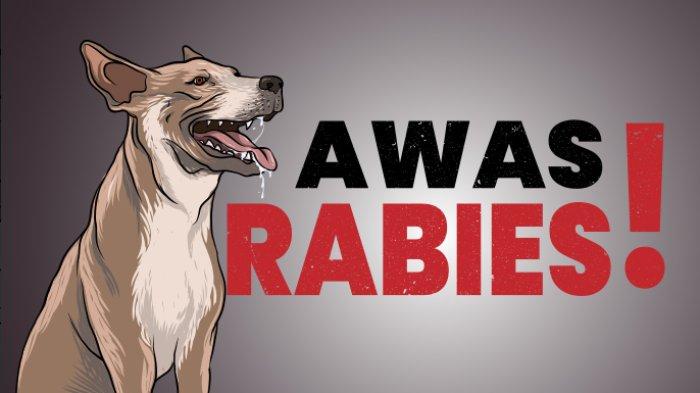 ILUSTRASI - Insiden digigit anjing diduga rabies terjadi di Banjar Tunon, Desa Singakerta, Ubud, Bali, mengakibatkan 8 orang terluka.
Anjing jenis mix pom tersebut mengalami perubahan perilaku setelah ditabrak dan kemudian menggigit beberapa orang.
