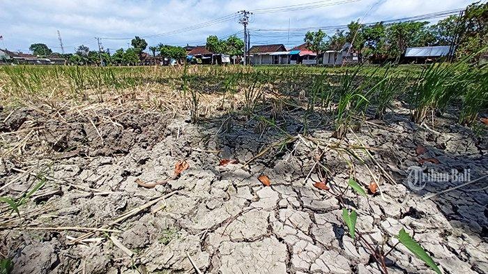 KERING - Serapan pupuk subsidi di Tabanan rendah. Ini akibat kemarau panjang yang melanda. Serapan pupuk rendah ini terlihat dari serapan, hingga Juli 2023 lalu yang masih di bawah 40 persen dari kuota tahun ini. Malahan, jenis NPK Formula Khusus realisasinya masih nihil hingga periode yang sama.