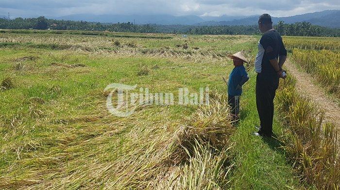 PANEN PADI - 800 Ribu Hektare Lahan Siap Panen, Persiapan Kementan Hadapi El Nino