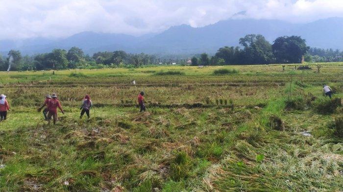 Kondisi padi rebah dampak cuaca ekstrem di Kecamatan Jembrana.