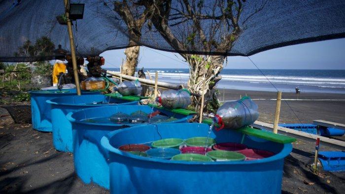 Sistem budidaya lobster di Jembrana, mengadopsi teknik yang diterapkan di Vietnam berupa penggunaaan kerangkeng dan pemeliharaan di bawah laut.