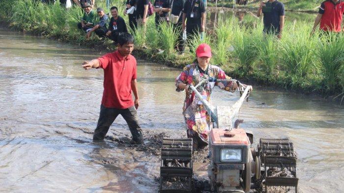 LOMBA - Suasana lomba pengoperasian alat dan mesin pertanian (alsintan) di lahan sawah Hutan Kota Banyuasri, Jumat (7/3). Lomba ini digelar dalam rangka HUT Kota Singaraja ke-421.
