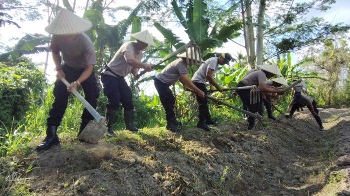 TANAM JAGUNG - Personil Polsek Gianyar menggarap lahan untuk ditanami jagung di Desa Beng, Gianyar, Kamis (7/11). Kegiatan ini guna mendukung ketahanan pangan nasional yang dicanangkan oleh presiden dan diimplementasikan oleh Polri.