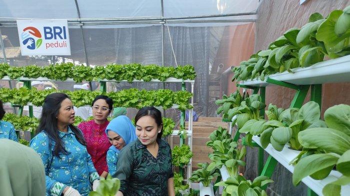 Hasil urban farming Desa Padangsambian Klod Denpasar Bali.