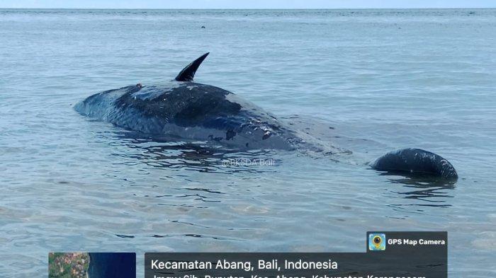Pada hari Minggu, 17 November 2024 kemarin sekitar pukul 09.00 WITA, Balai Konservasi Sumber Daya Alam (BKSDA) Bali, melalui Resor KSDA Karangasem menerima laporan dari masyarakat, mengenai terdamparnya seekor paus di Pantai Banyuning, Desa Bunutan, Kecamatan Abang, Kabupaten Karangasem, Bali.