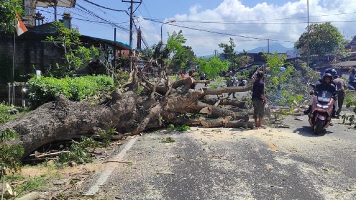 Petugas saat melakukan pemangkasan dan penebangan pohon perindang pinggir jalan nasional Jalan Raya Denpasar-Gilimanuk wilayah Kecamatan Melaya, Jembrana, Senin 21 Juli 2025.