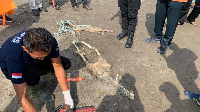 TULANG - Petugas saat mengevakuasi tulang belulang, yang ditemukan warga di pesisir Pantai Tibukleneng, Desa Perancak, Kecamatan Jembrana, Selasa 8 April 2025.