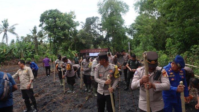 Penanaman jagung secara serentak di lahan perkebunan milik warga di Banjar Anyar, Desa Tegalbadeng Barat, Kecamatan Negara, Jembrana, Selasa 21 Januari 2025.