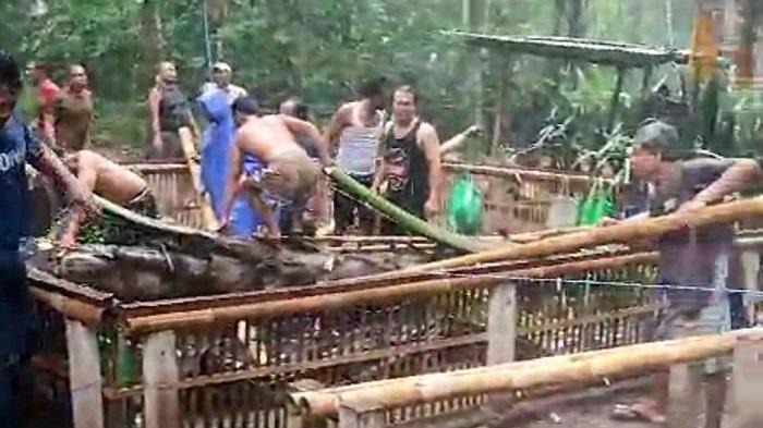 BENCANA - Sebuah pohon aren berukuran besar, menimpa arena sabung ayam di Desa Bungaya, Kecamatan Bebandem, Karangasem, Minggu (9/2/2025). Sehingga timbulkan korban jiwa dan korban luka-luka.