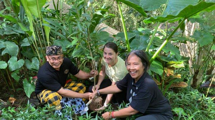 TANAM - General Manager The Lokha Ubud, bersama karyawan mengajak tamu yang menginap, untuk menanam pohon bunga cempaka di area hotel.