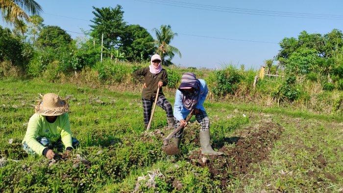 Petani di Desa Tambakan, Kecamatan Buleleng saat menanam bunga pacar air. Bunga ini ditanam sebab debit air di wilayah tersebut terus mengecil akibat musim kemarau.