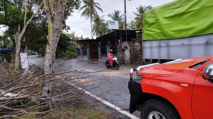 Sebuah pohon tumbang yang sudah ditangani masyarakat dan petugas BPBD Jembrana di jalan umum Desa Tegalbadeng Timur, Kecamatan Negara, Jumat 7 Juni 2024 pagi.
