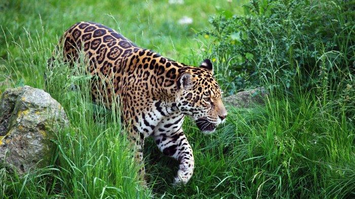 Tribunners, rasanya kerap kali kita bermimpi tentang hewan. Selain ular, hewan yang cukup familiar hadir dalam mimpi seseorang adalah jaguar.