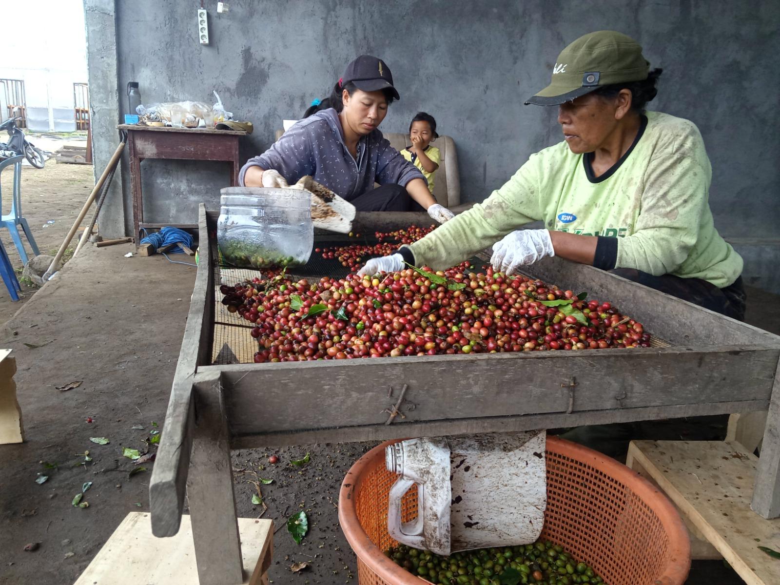 Desa Belantih, Kintamani, Bangli, Bali yang menjadi salah satu penghasil kopi Arabika berkualitas di Indonesia - Subak Abian Belantih Bangli Hasilkan Kopi Berkualitas, WNA Terpikat, Bangun Industri Jejaring Kopi