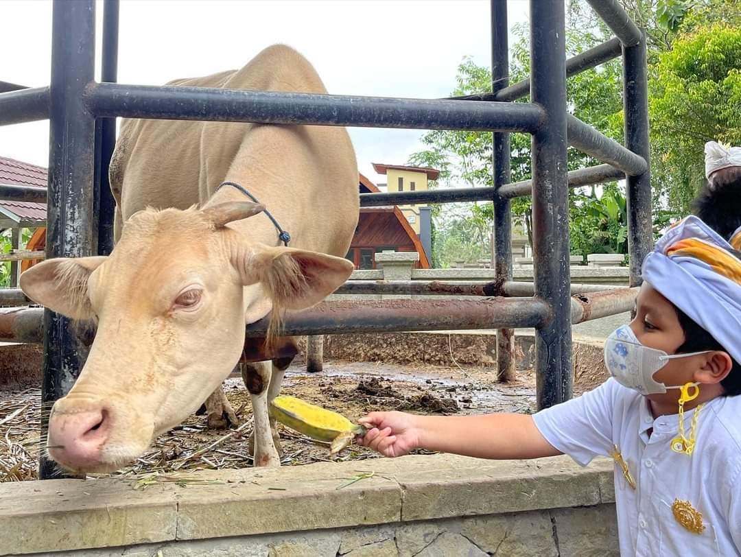 Lembu putih di Desa Taro mengantarkan desa ini sebagai desa wisata terbaik Nusantara 2024 - Desa Taro Tegalalang Bali Dinobatkan Jadi Objek Wisata Nusantara Terbaik 2024