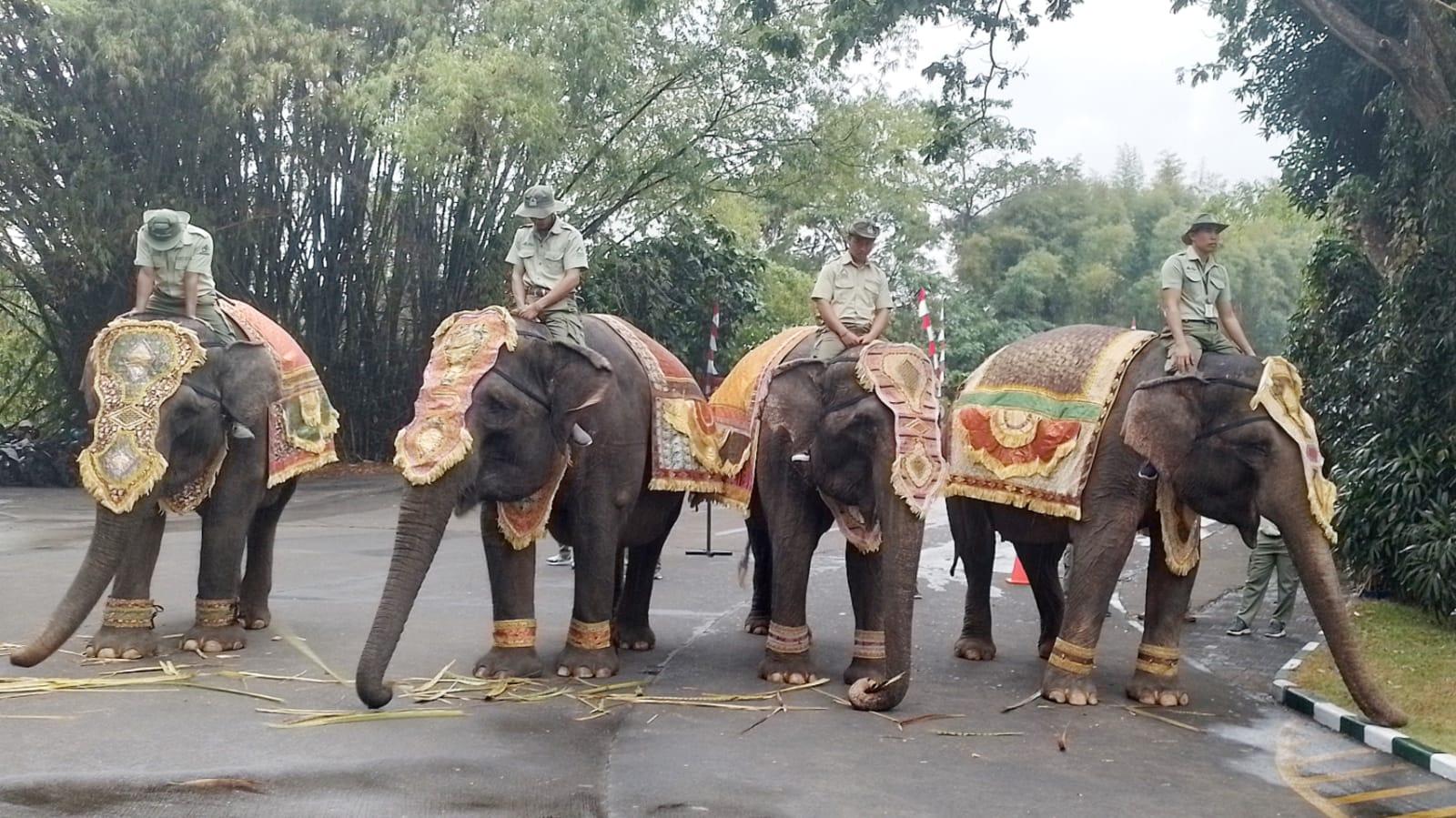 Satwa Ikut Upacara 17 Agustusan di Bali Safari Gianyar