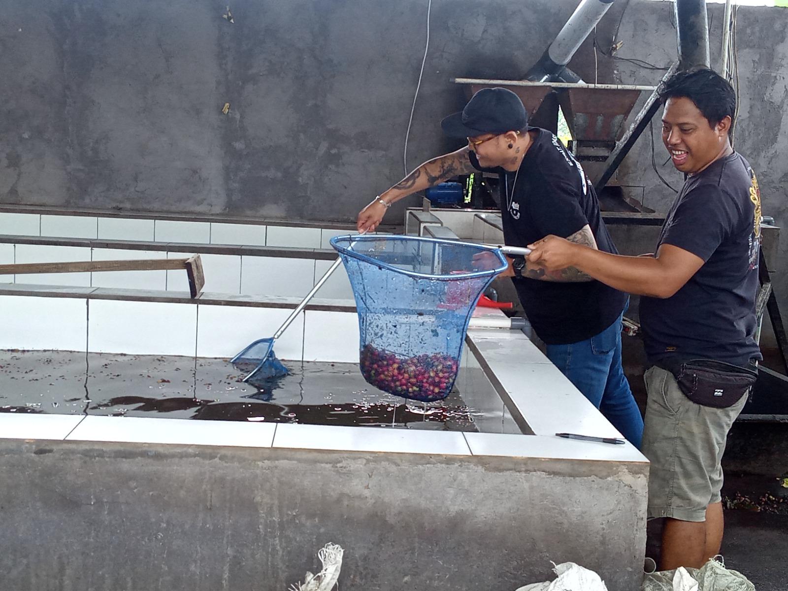 proses pengolahan bahan baku kopi hingga menghasilkan biji kopi berkualitas - Subak Abian Belantih Bangli Hasilkan Kopi Berkualitas, WNA Terpikat, Bangun Industri Jejaring Kopi