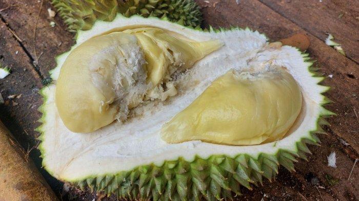 Nurhulis (51) warga Desa Air Belo, Kecamatan Mentok, Bangka Barat, pada Sabtu (13/1/2024) siang, menunjukkan berbagai jenis durian yang ditanam di kebun miliknya, seperti ST Kalamunod, Namlung hingga durian lainnya.