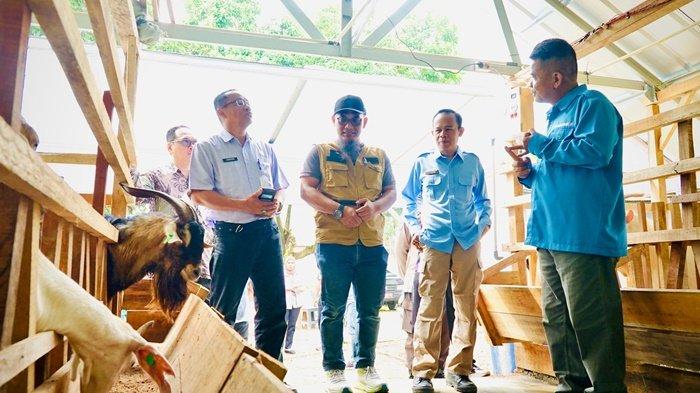 BANTUAN TJSL -- Senior Manager KKU PLN Babel, Anton Wahyu Utomo (dua dari kiri) bersama pemerintah kota Pangkalpinang meninjau bantuan TJSL PLN berupa Budidaya Kambing perah untuk kelompok peternak yang bekerjasama dengan Dinas Pertanian dan Pangan Kota Pangkalpinang.