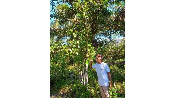 POHON MANGGIS -- Warga mempertahankan pohon manggis klabang di tengah kebun sawit karena daun mudanya kerap dijadikan lalapan dan campuran sayur.