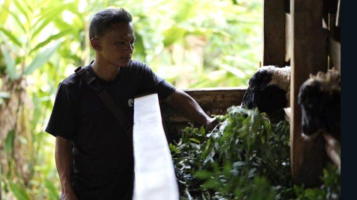 Anggota Gabungan Kelompok Tani Jaga Lembur Tani Makmur Desa Bojongkapol, Kecamatan Bojonggambir, Tasikmalaya, Rismayadi (40) ketika memberikan pakan pada hewan ternaknya. Dengan tanaman indigofera, masyarakat dapat memanfaatkan daunnya sebagai pakan ternak dan rantingnya dapat dijual ke PLN sebagai bahan bakar co-firing biomassa.