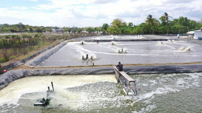 Tambak udang vaname di Desa Laikang, Kabupaten Takalar, Sulawesi Selatan, semenjak menggunakan listrik PLN dapat menghemat biaya operasional sebesar 28 persen dan meningkatkan produktivitasnya.