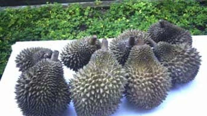 Durian Cumasi atau Namlung atau Tai Babi