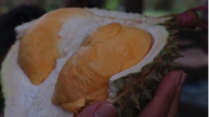 Durian Super Tembaga