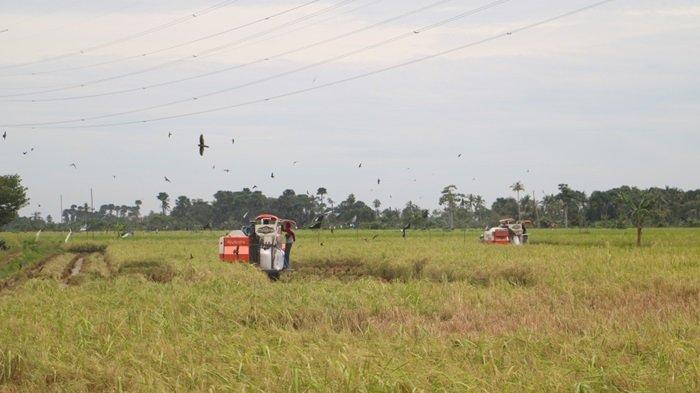HAMPARAN tanaman padi varietas lokal unggul siap panen di Desa Handil Birayang Atas