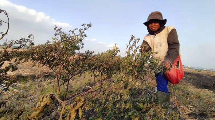 Imi, petani cabai menunjukkan kebunnya yang turut dilalap api di Desa Hiyung, Kecamatan Tapin Tengah, Jumat (15/9/2023) sore.