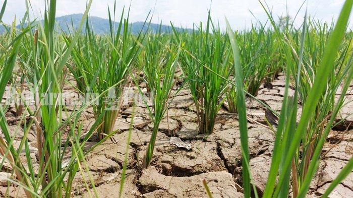 Lahan pertanian yang retak-retak di Lokserapang, Kecamatan Pelaihari, Kabupaten Tanah Laut (Tala), Provinsi Kalimantan Selatan, Selasa (6/6/2023).