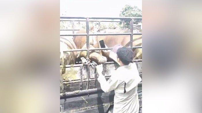 Menjelang Idul Adha. Pemeriksaan ternak oleh anggota Tim Dinas Peternakan dan Kesehatan Hewan (Disnak Keswan) Kabupaten Tanah Laut (Tala), Provinsi Kalimantan Selatan, Selasa (27/6/2023). Kegiatan ini berlanjut Rabu, 28 Juni 2022, hingga malam.