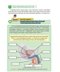 Organ reproduksi pada laki-laki