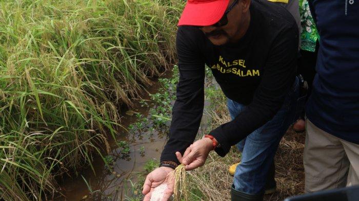 PJ Bupati Tala H Syamsir Rahman memperlihatkan beras hasil panen padi lokal unggul di Desa Handil Birayang Atas